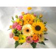 埼玉県志木市花便りサンクス三上の花　お花畑に到着♪